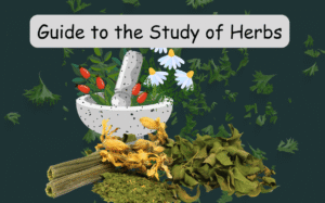 Guide to the Study of Herbs